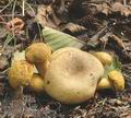 Boletus_parasiticus_ac1728