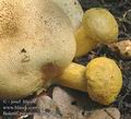 Boletus_parasiticus_ac1742