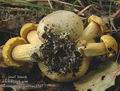 Boletus_parasiticus_ac1747