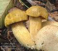 Boletus_parasiticus_ac1753