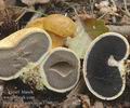 Boletus_parasiticus_ac1760