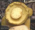 Boletus_parasiticus_ac1769