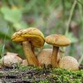 Boletus_parasiticus_al6885