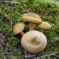 Boletus_parasiticus_al6892