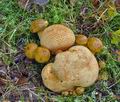 Boletus_parasiticus_bp0006