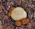 Boletus_parasiticus_bp0015