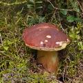 Boletus_pinophilus_be3133