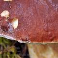 Boletus_pinophilus_be3148