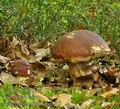 Boletus_pinophilus_be4439