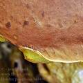 Boletus_pinophilus_be4446