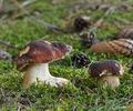 Boletus_pinophilus_be4490