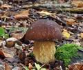 Boletus_pinophilus_bv5037