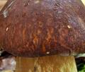 Boletus_pinophilus_bv5042