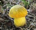 Boletus_primulicolor_hy6524