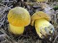 Boletus_primulicolor_hy6527