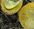 Boletus_primulicolor_hy6530