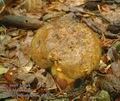 Boletus_pulverulentus_ab8720