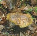 Boletus_pulverulentus_ac2881