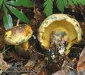 Boletus_pulverulentus_ac2900