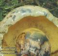 Boletus_pulverulentus_ac2902