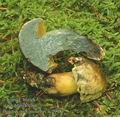 Boletus_pulverulentus_ac2908