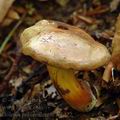 Boletus_pulverulentus_al6422