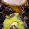 Boletus_pulverulentus_al6424