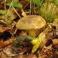 Boletus_pulverulentus_bh8997