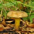 Boletus_pulverulentus_bh9003