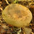 Boletus_pulverulentus_bh9008