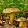 Boletus_pulverulentus_bh9018