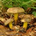 Boletus_pulverulentus_bh9024