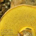 Boletus_pulverulentus_bh9035