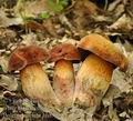 Boletus_queletii_bh8318