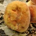 Boletus_queletii_bh8319