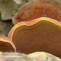 Boletus_queletii_bh8338