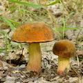 Boletus_queletii_bh8370