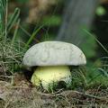 Boletus_radicans_ai7578