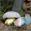 Boletus_radicans_ai7583