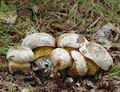 Boletus_radicans_ai8069