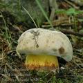 Boletus_radicans_ai8102