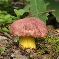 Boletus_regius_bh8155