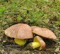 Boletus_regius_bh8208