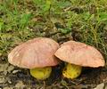 Boletus_regius_bh8209