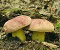 Boletus_regius_bh8439