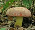 Boletus_regius_hy8078