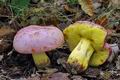 Boletus_regius_hy8085