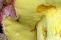 Boletus_regius_hy8098