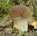 Boletus_aestivalis_a5826