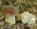 Boletus_aestivalis_a5829